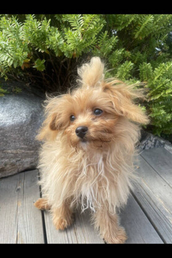 Hund - Blanding av Rd Toy Puddel 