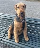 Airedale terrier, Poshki 