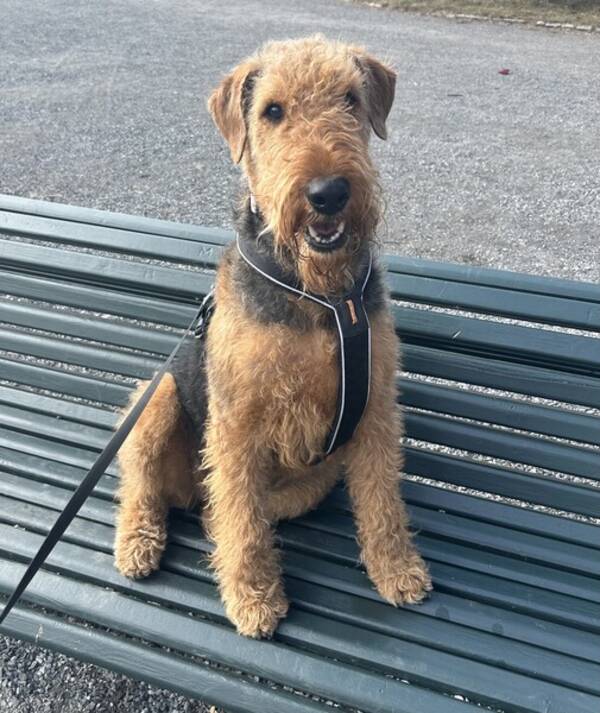 Hund - Airedale terrier, Poshki 