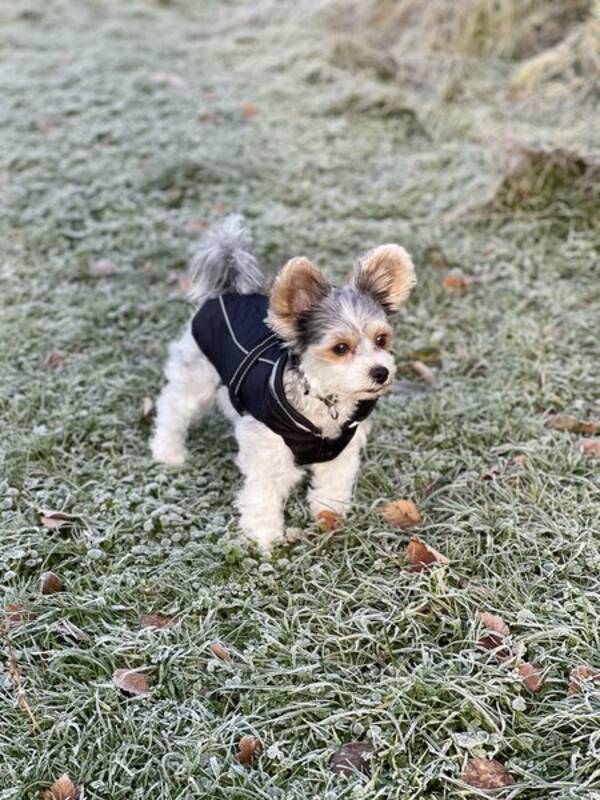Hund - Biewerterriern Gitzi