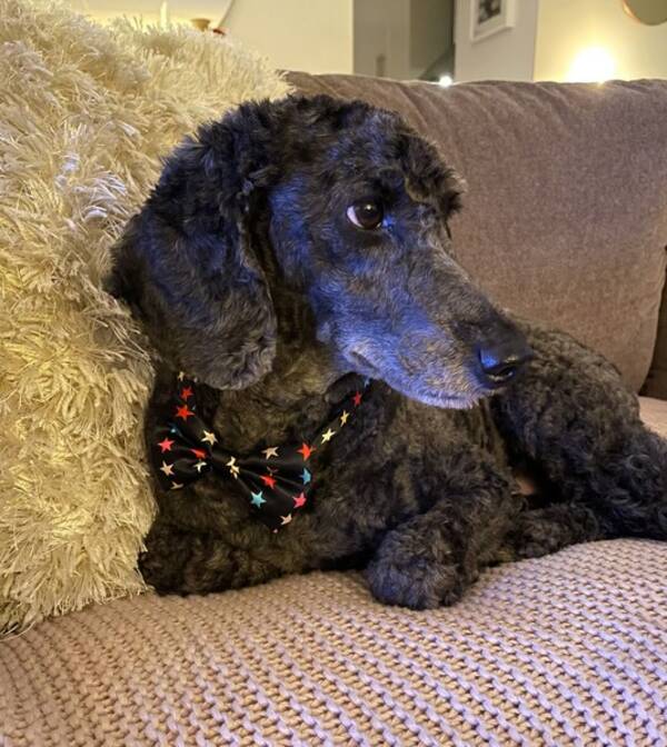 Hund - Eddie