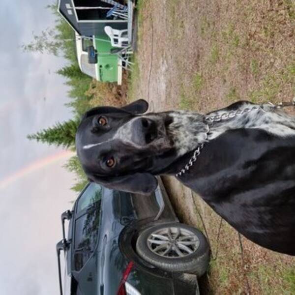 Hund - Blandras