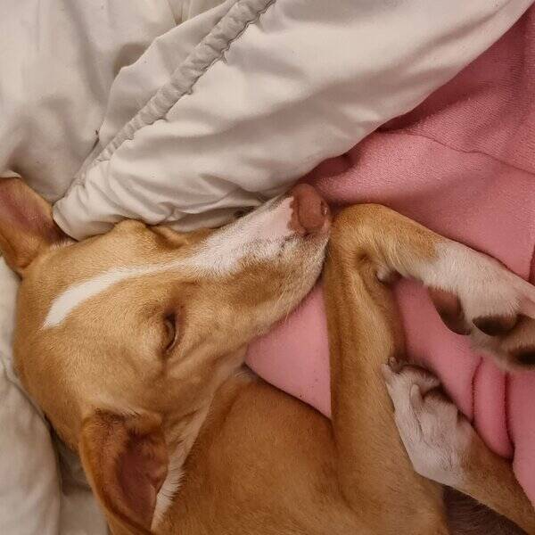 Hund - Podenco 