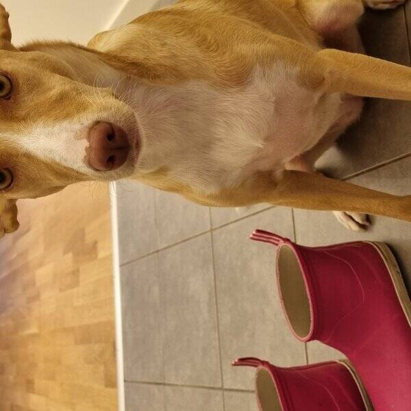 Hund - Podenco 