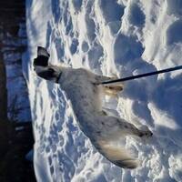 Engelsk Setter, han Engelsk Setter, han