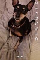 Dvergpinscher tispe Dvergpinscher tispe