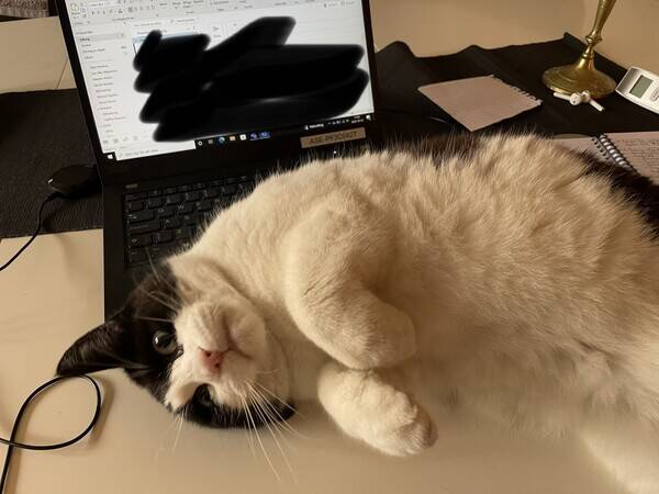 Katt - Katten Bamse