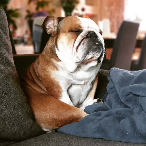 Hund - Engelsk bulldog  Hund - Engelsk bulldog