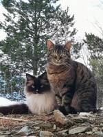 Bella & Simba Bella & Simba