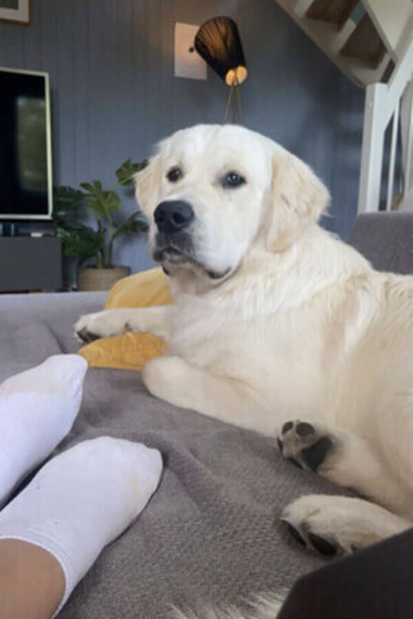 Hund - Messi - golden retriever 