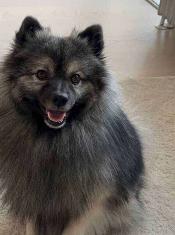 Hund - Mano Hund - Mano