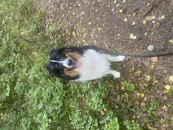 Hund - Blandras Charlie 