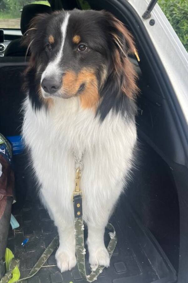 Hund - Blandras Charlie 