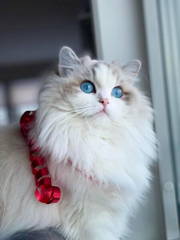 Katt - Ragdoll rasekatt/ innekatt 