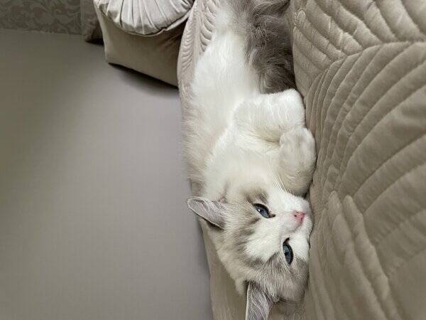 Katt - Ragdoll rasekatt/ innekatt 