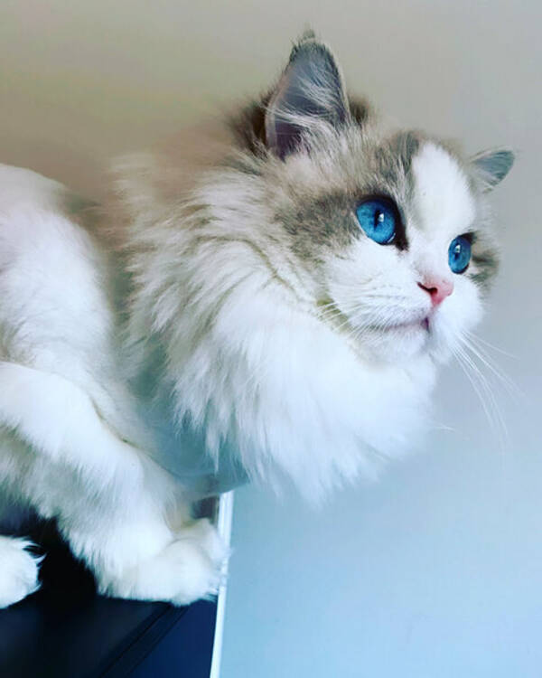 Katt - Ragdoll rasekatt/ innekatt 