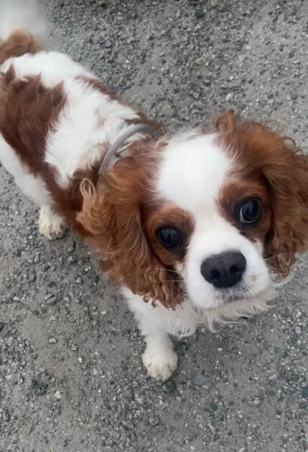 Hund - Cavalier King Charles Spaniel, Loui.