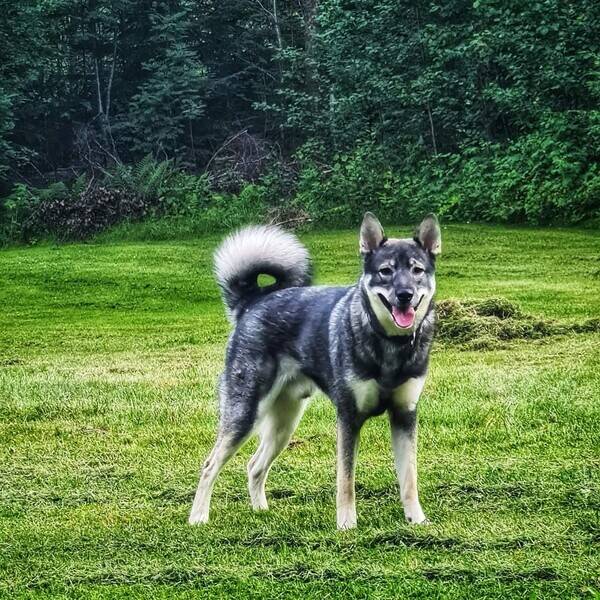 Hund - Jmthund