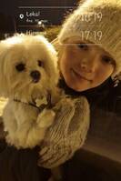 Malteser/ pomeranian  Malteser/ pomeranian