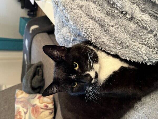 Katt - Bobby Jr.