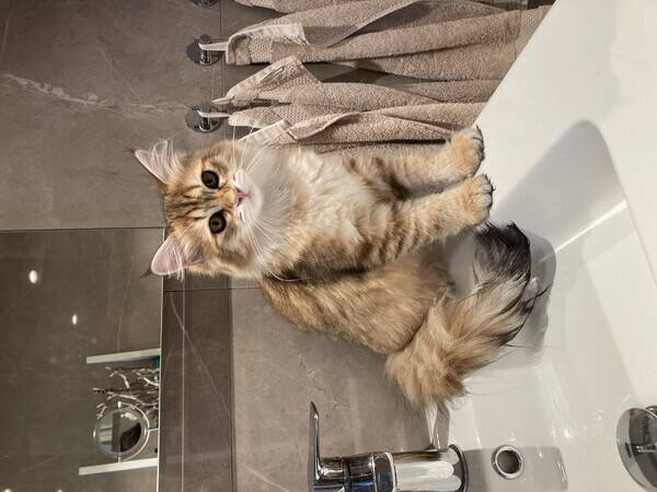 Katt - Kattunge