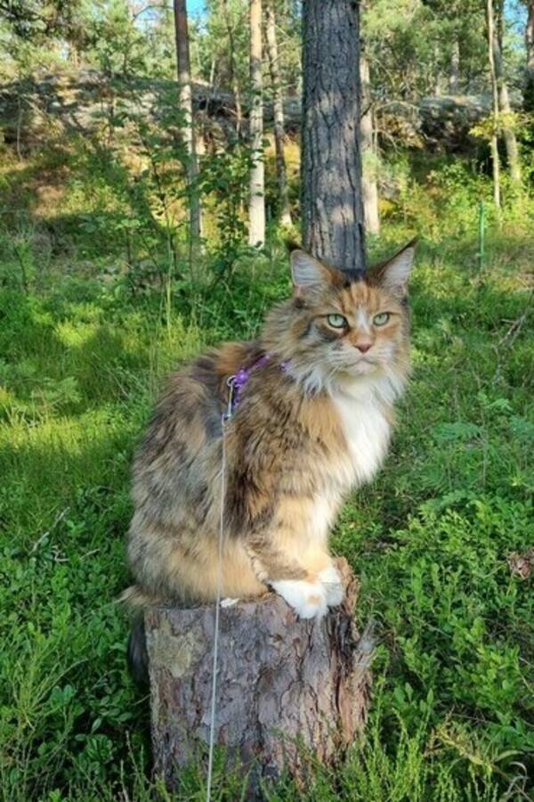 Katt - Maine coon