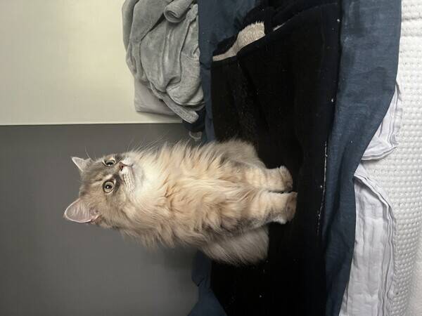 Katt - Sibirisk katt, namn (Älva)
