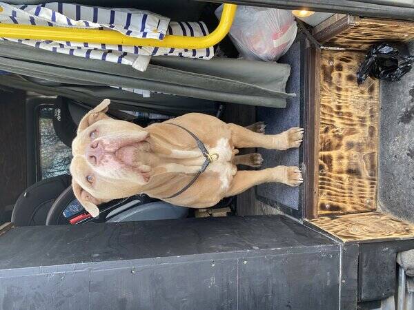 Hund - Tiago