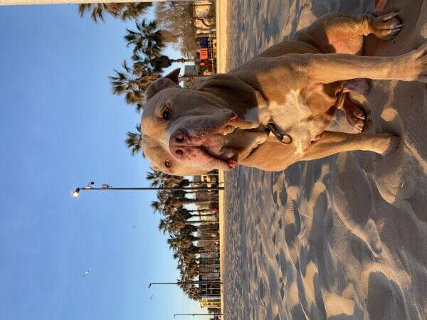Hund - Tiago