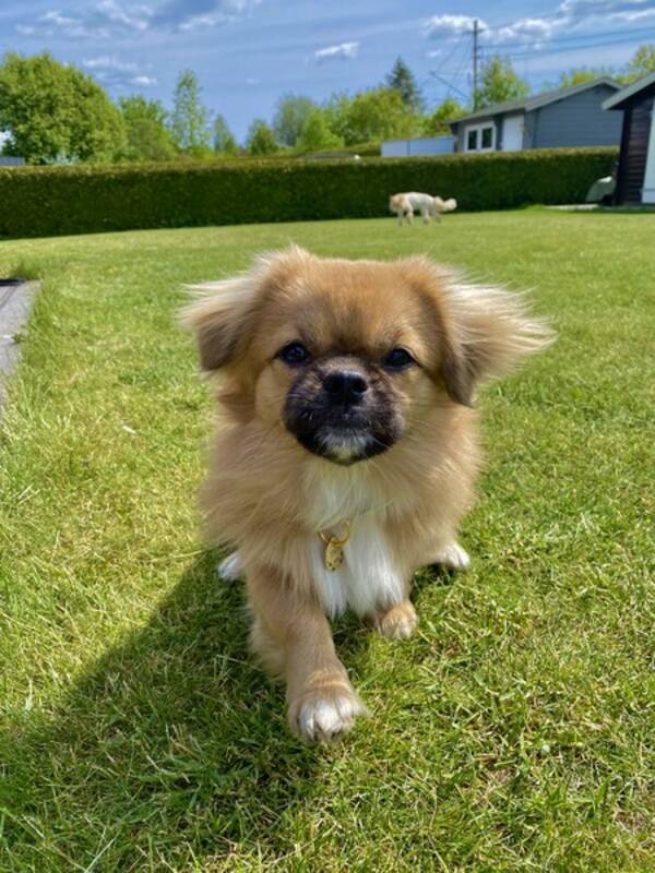 Hund - Tibetansk spaniel 