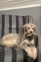 Husky og Puddel blanding Husky og Puddel blanding