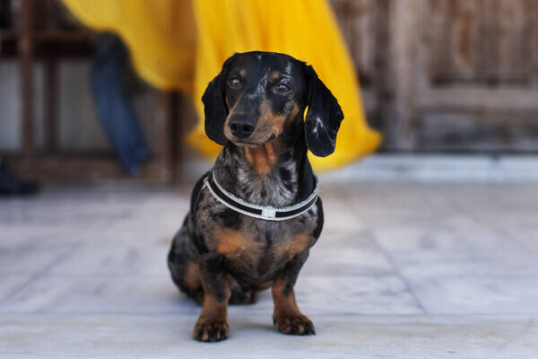 Hund - Melerad dvrgtax Pablo 