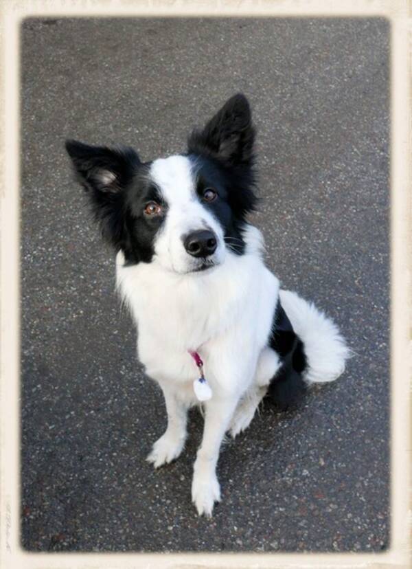 Hund - Bordercollien Pop