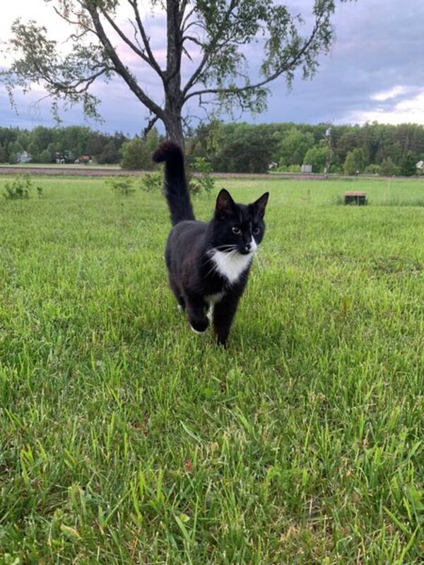 Katt - Katten Nosen