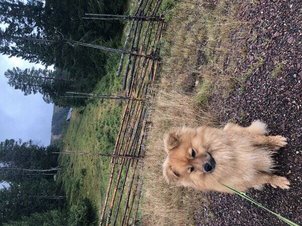 Hund - Pomeranian Timo