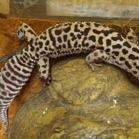 Leopardgekko