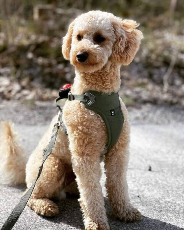 Hund - Baloo 2 år  Hund - Baloo 2 år