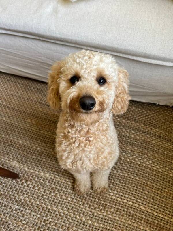 Hund - Baloo 2 år  Hund - Baloo 2 år