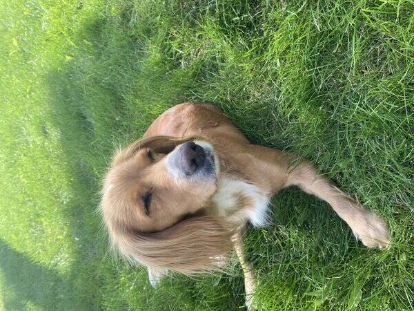 Hund - Jakt cocker Lyra