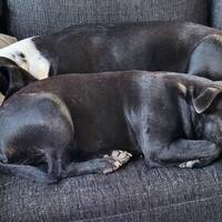Grace, staffordshire bullterrier