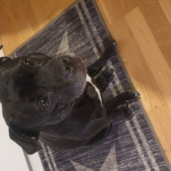 Hund - Grace, staffordshire bullterrier