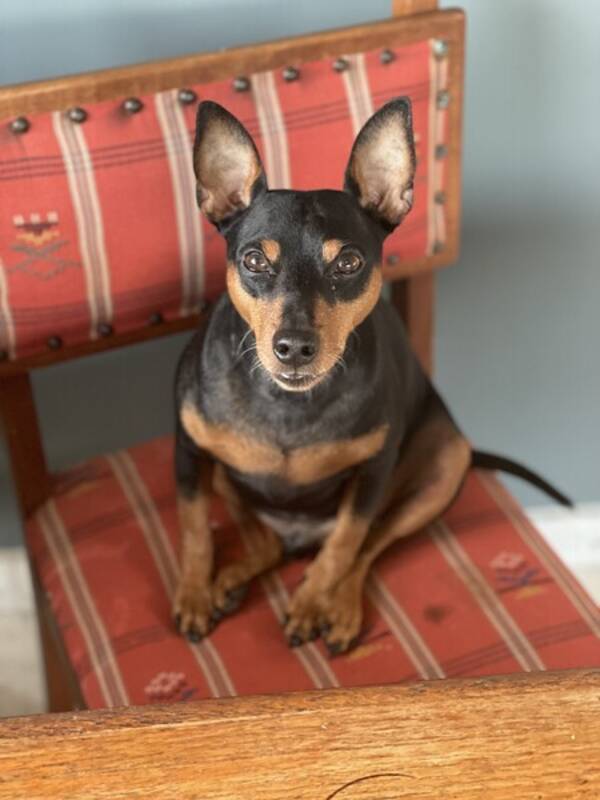 Hund - Dvergpinscher