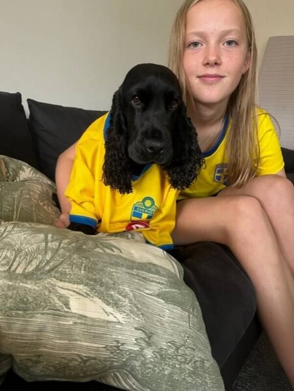 Hund - Cocker Spaniel Lova