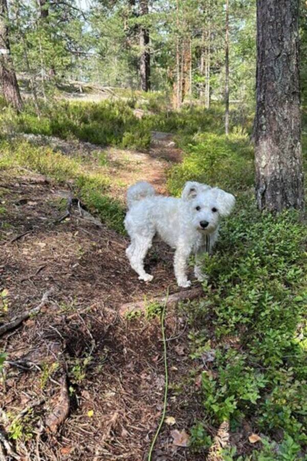 Hund - Vit dvrgschnauzer 