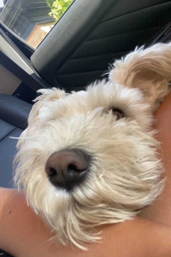 Hund - Vit dvrgschnauzer 