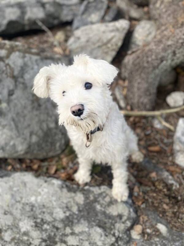 Hund - Vit dvrgschnauzer 