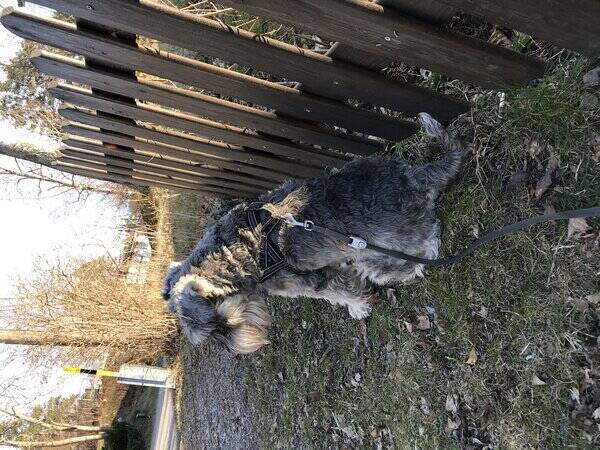 Hund - Gr dvrgschnauzer 