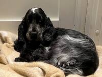 Cocer spaniel, Molly Cocer spaniel, Molly