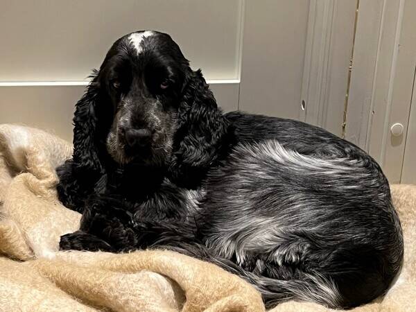 Hund - Cocer spaniel, Molly