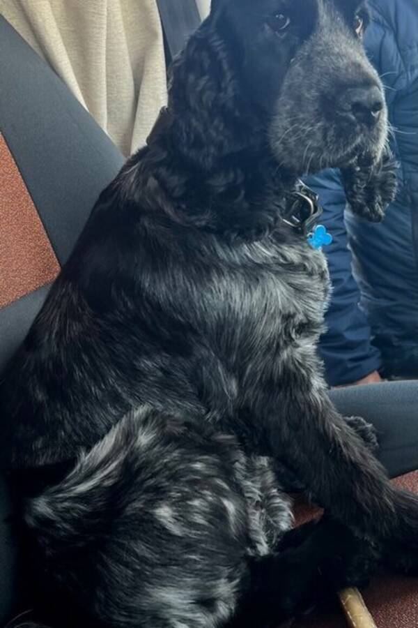 Hund - Cocer spaniel, Molly